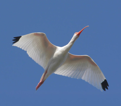 白色朱鷺（Eudocimus albus）