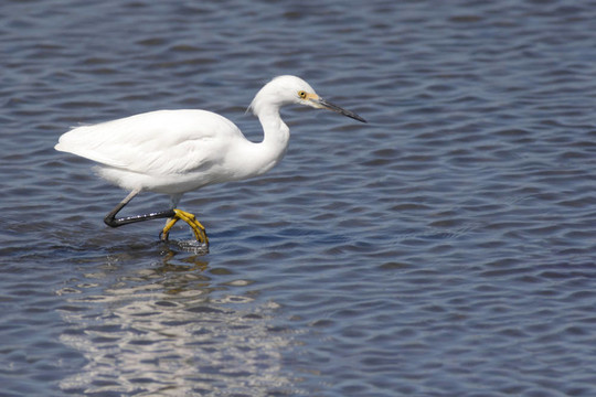 Snowy Egret（Egretta thula）