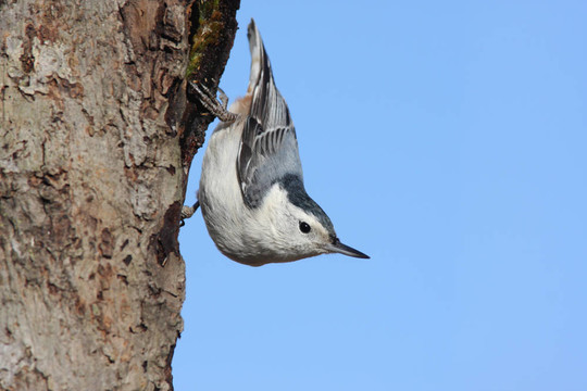 鳥在樹枝上