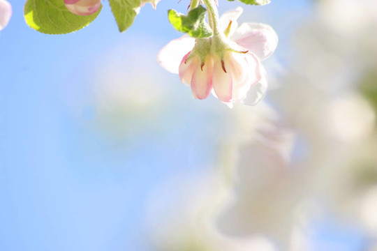 蘋果花