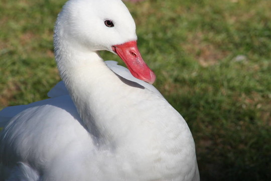 白色的鳥
