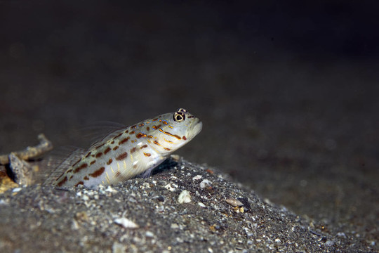 華麗的shrimpgoby