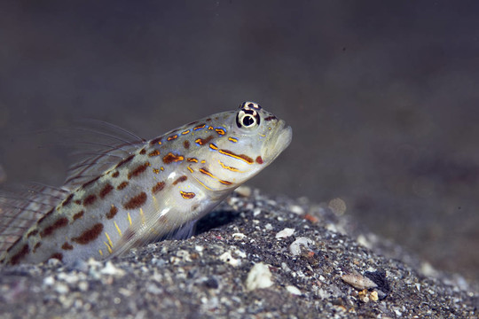 華麗的shrimpgoby