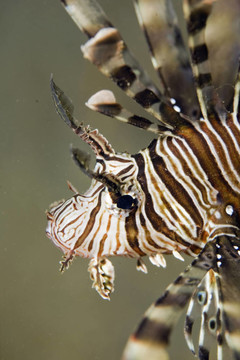 獅子魚