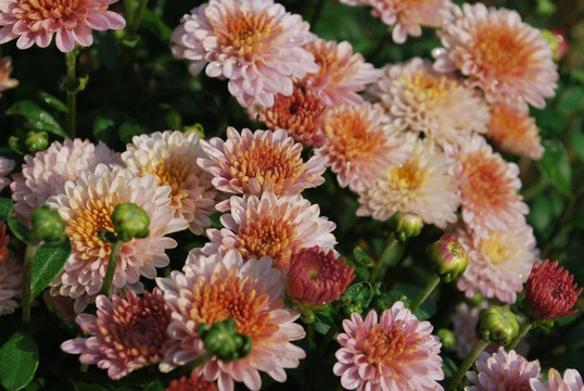 菊花