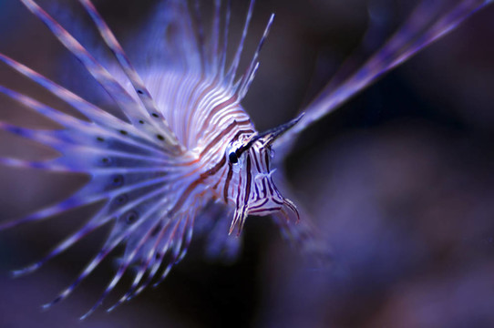 獅子魚或傅滿洲P