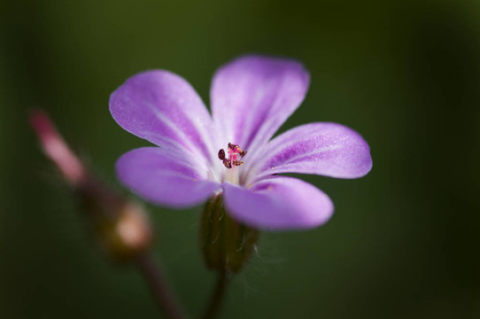 淡淡的花