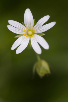 淡淡的花