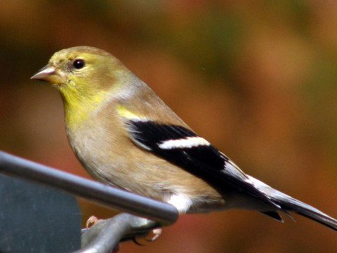喂Finch