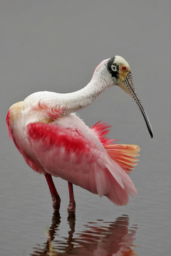 在繁殖羽羽在北佛羅里達(dá)州的Roseate Spoonbill湖。