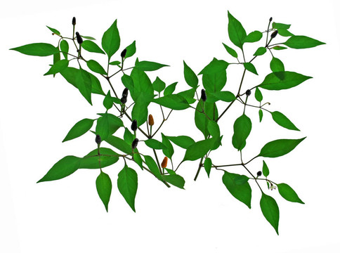種植辣椒