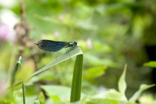 dragonfly2