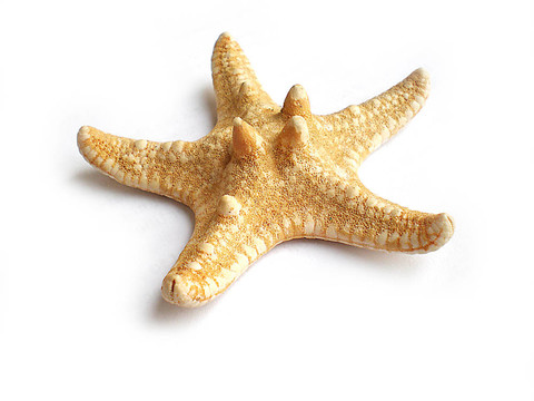 海星