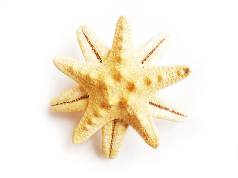 海星
