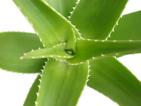 蘆薈
