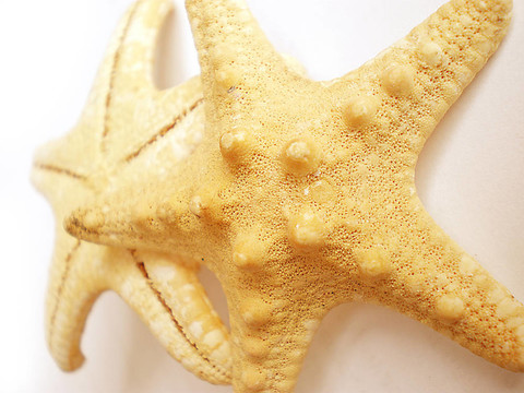 海星