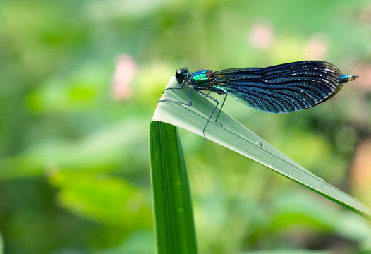 dragonfly3