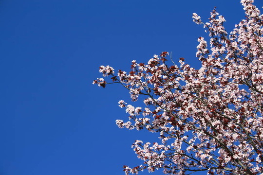 櫻花