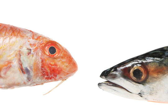 紅鯔魚和makerel頭