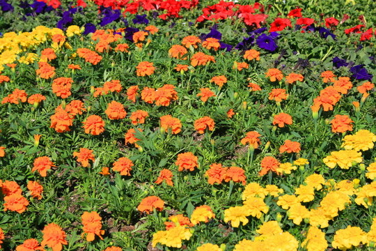 金盞花和Petunia Flowers