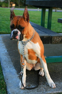 好奇的Boxer Puppy
