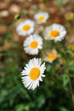 雛菊花