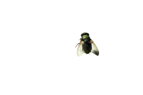 死蒼蠅