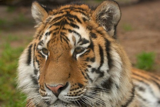 虎Panthera tigris altaica