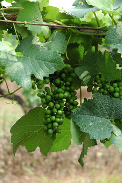 Vineyard的年輕葡萄