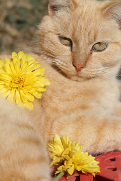 貓和Flowers