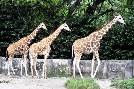 Giraffe的家