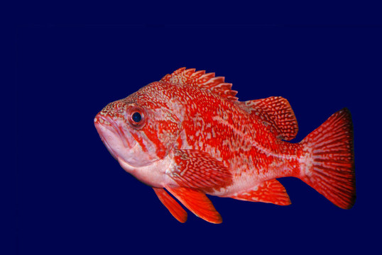 朱紅色的石斑魚- Sebastes miniatus