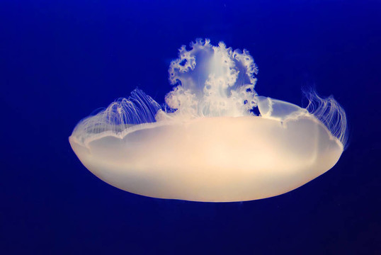 白色的水母