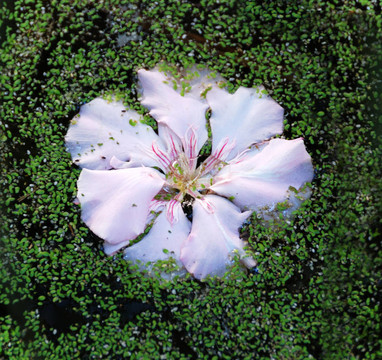 水中花
