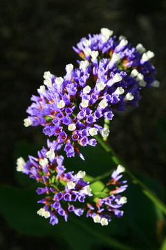紫色的Statice Flowers