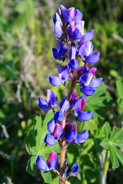 紫色的Lupin Flower