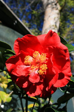 紅色的Camelia Flower