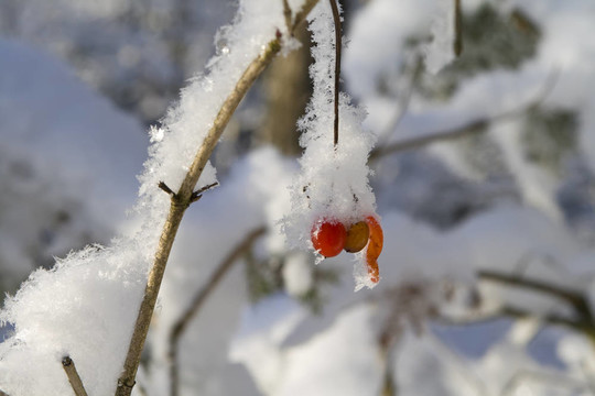 漿果在雪中