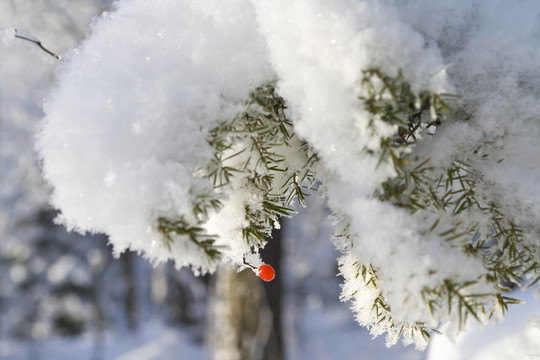 漿果在雪中