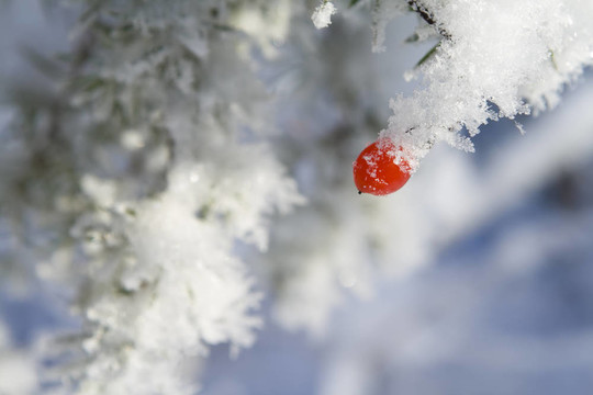 漿果在雪中