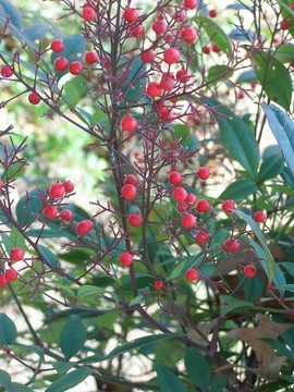 紅漿果/植物