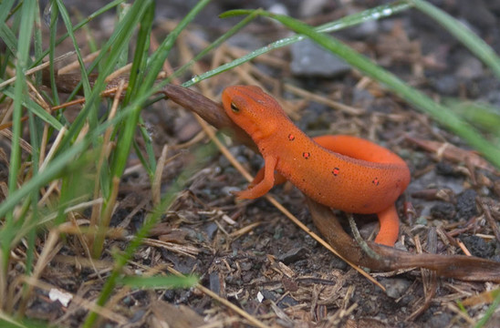 紅色斑點(diǎn)的Eft Newt