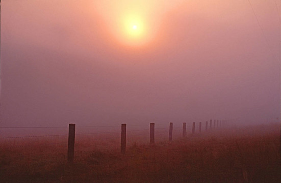 Misty Fenceline。