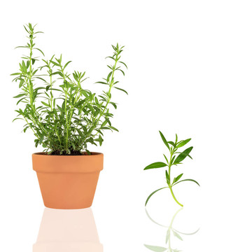 中藥牛膝草