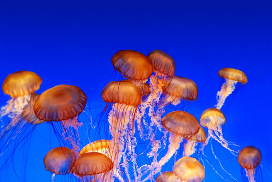 海蕁麻水母- Chrysaora fuscescens學院