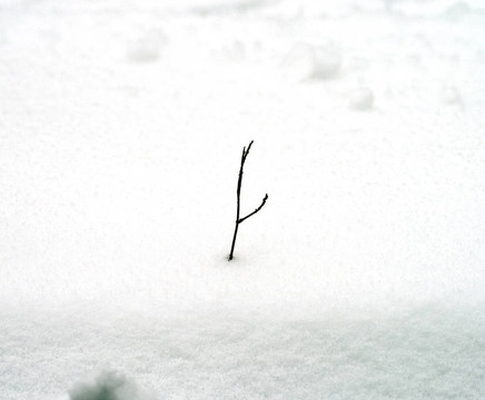 雪中的樹枝