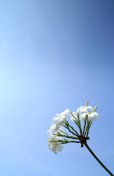 Sweet White Flowers用清澈的藍(lán)色