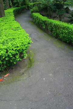 花園里的路