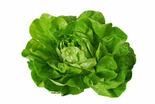 綠生菜白