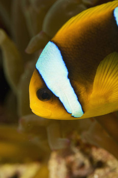 小丑魚